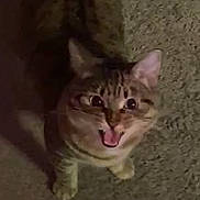 Sky Bear joined the competition — help win amazing prizes! abyssinian, animal, bodypart, cat, egyptiancat, face, head, kitten, manx, mouth, ocelot, person, pet, teeth, tongue