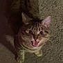 abyssinian, animal, bodypart, cat, egyptiancat, face, head, kitten, manx, mouth, ocelot, person, pet, teeth, tongue