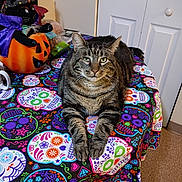 Buster Brown is registered to the contest to win money with this photo: cat, tabby_cat, pet, animal, sitting, portrait, green_eyes, whiskers, striped_fur, front_view, indoor, halloween, pumpkin, witch_decoration, sugar_skulls, colorful_tablecloth, furniture, closet, home, festive