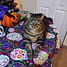cat, tabby_cat, pet, animal, sitting, portrait, green_eyes, whiskers, striped_fur, front_view, indoor, halloween, pumpkin, witch_decoration, sugar_skulls, colorful_tablecloth, furniture, closet, home, festive