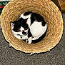 cat, black_and_white, basket, curled_up, indoor, carpet, orange_eyes, pet, animal, feline, box, cardboard, curious, cozy, home, texture, woven, floor, domestic, resting