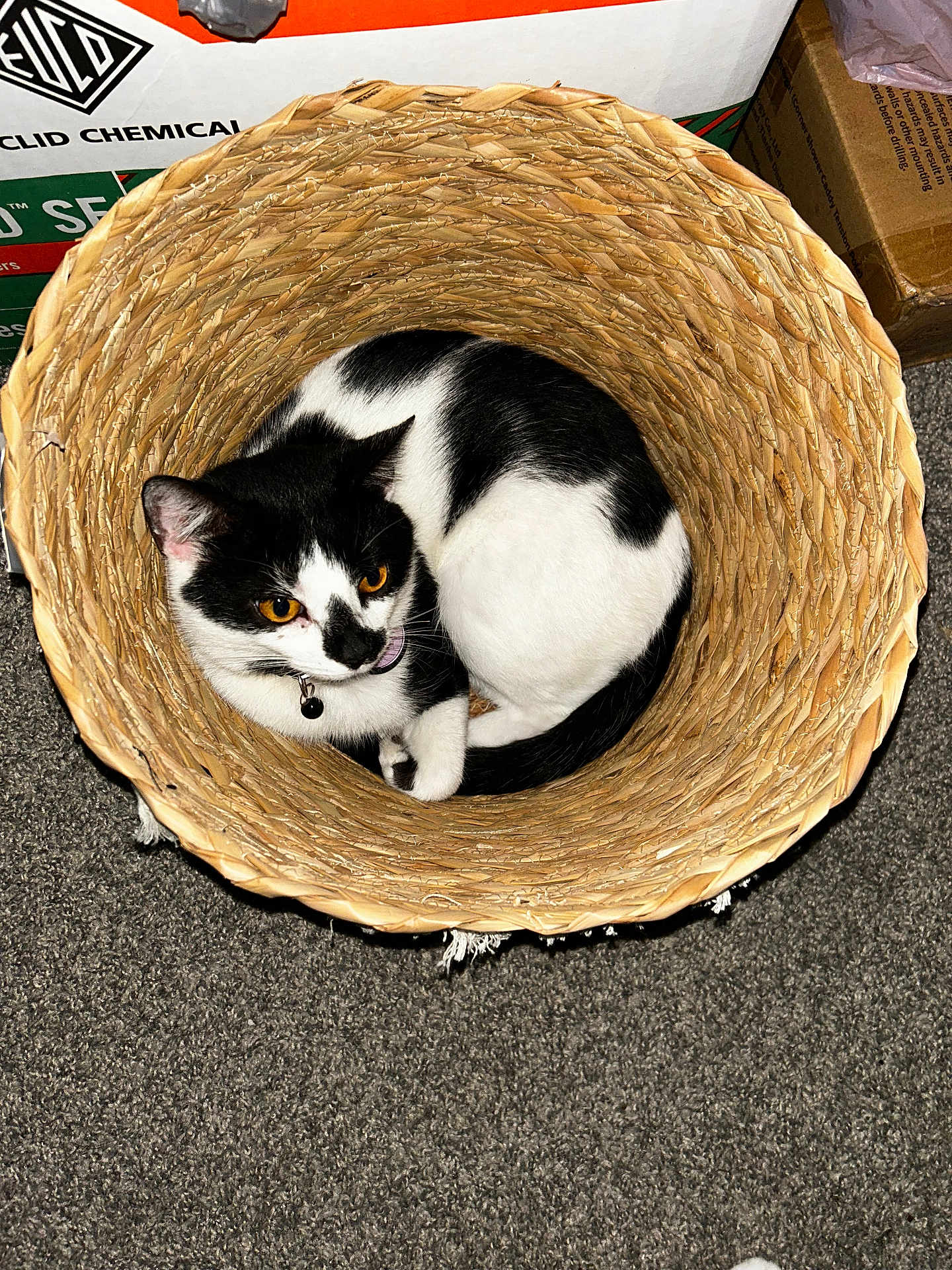 Buddy joined the competition — help win amazing prizes! cat, black_and_white, basket, curled_up, indoor, carpet, orange_eyes, pet, animal, feline, box, cardboard, curious, cozy, home, texture, woven, floor, domestic, resting