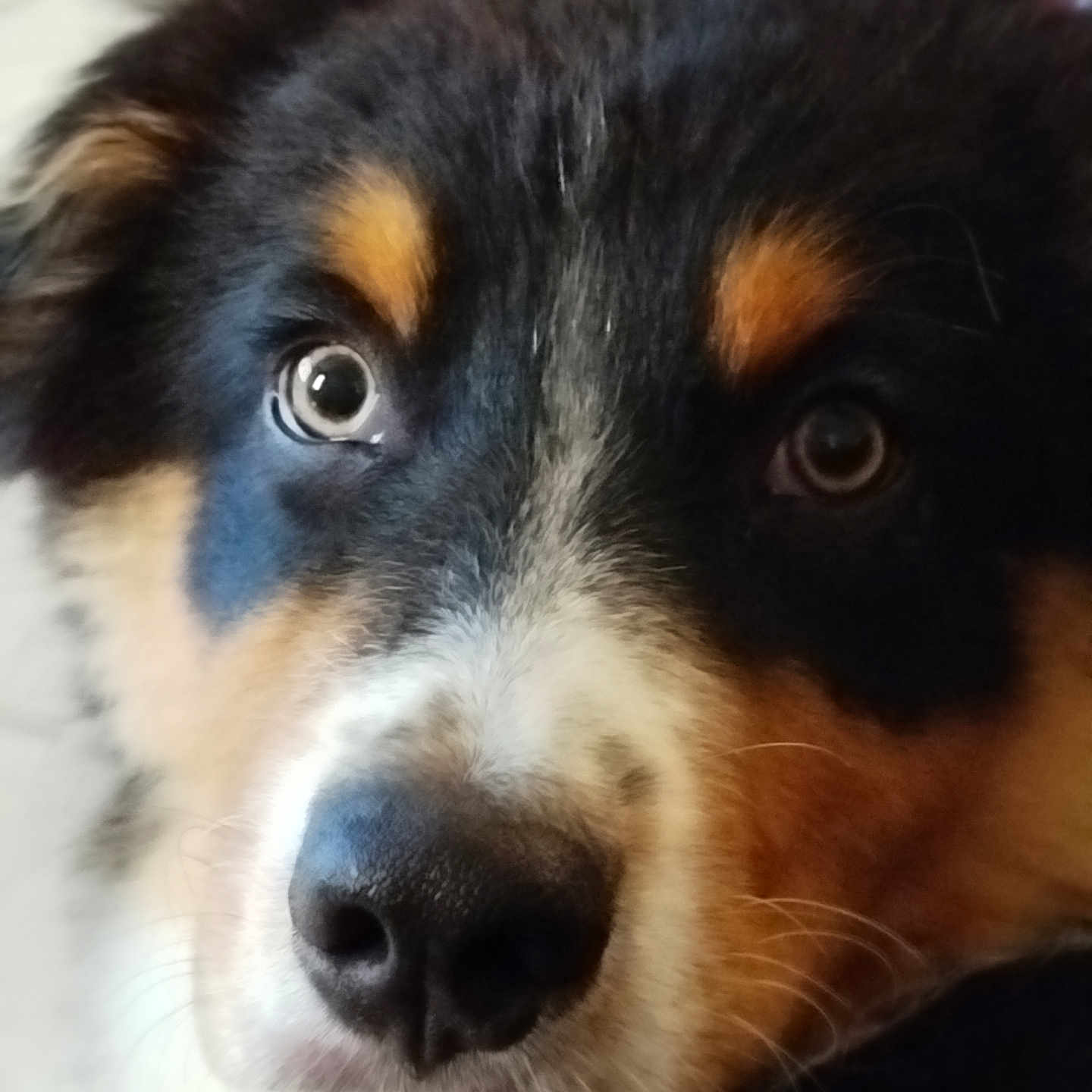 Blacky