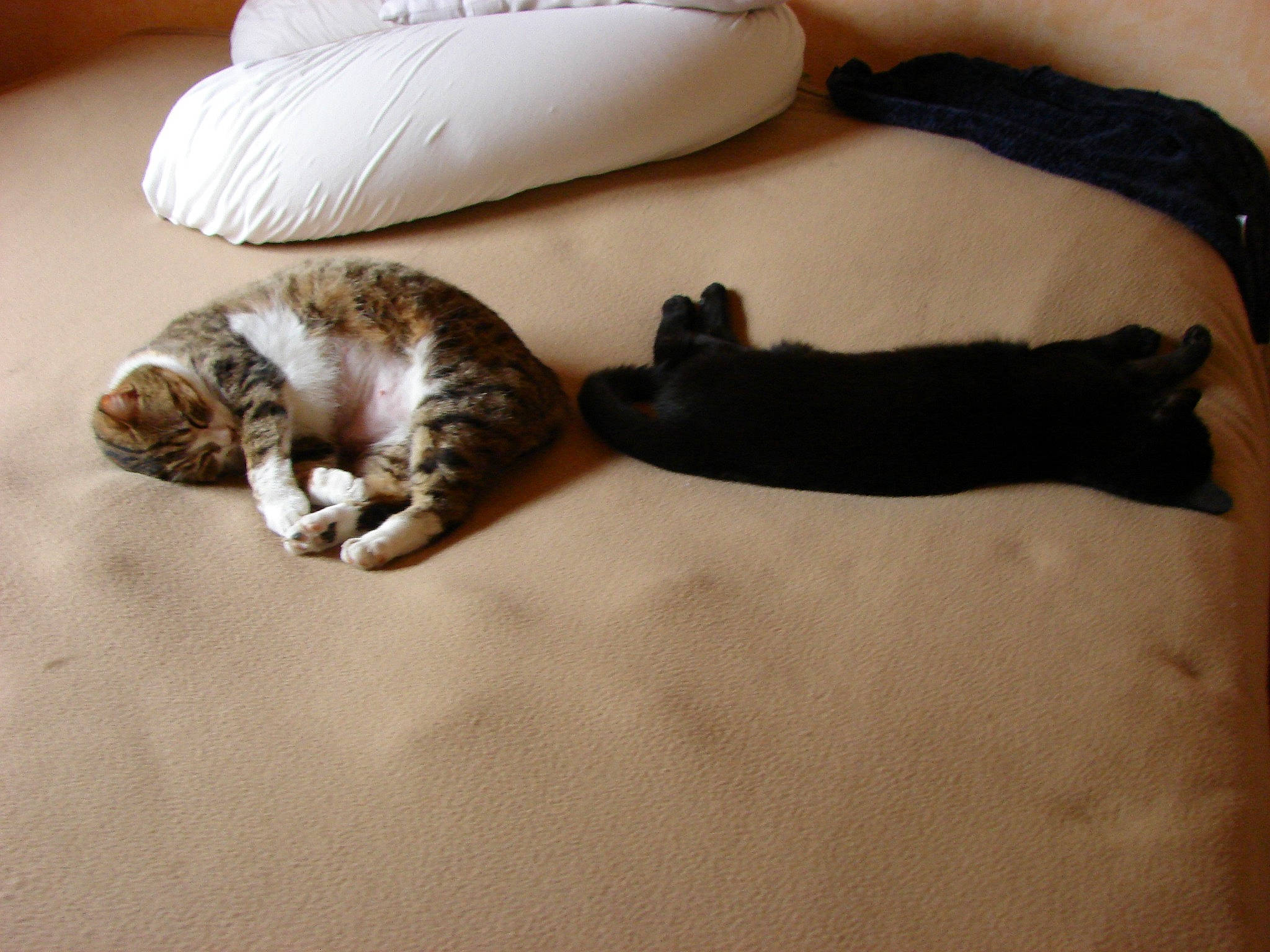 Marion a rejoint le concours — aidez-le/la à gagner de superbes lots ! carnivore, cat, claw, european_shorthair, felidae, floor, flooring, fur, nap, paw, sleep, small_to_medium_sized_cats, tail, whiskers