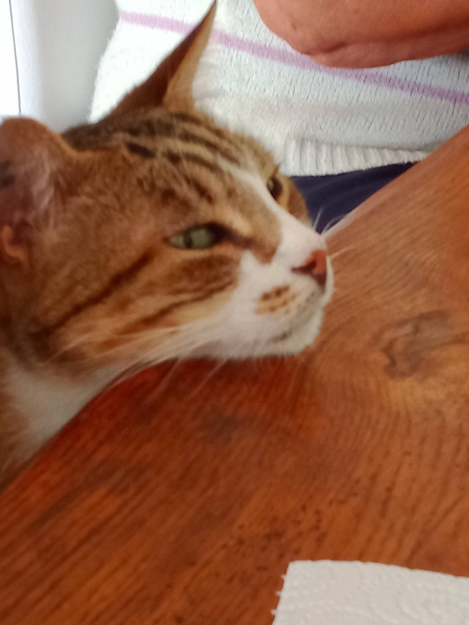 Marion participe au concours pour gagner de l'argent avec cette photo : aegean_cat, american_shorthair, carnivore, cat, domestic_short_haired_cat, european_shorthair, fawn, felidae, floor, flooring, hardwood, kitten, small_to_medium_sized_cats, tabby_cat, whiskers, wood