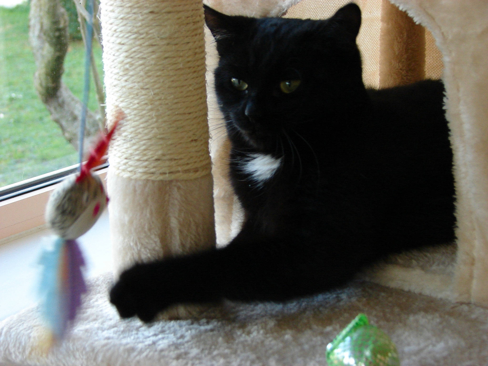 Noria a rejoint le concours — aidez-le/la à gagner de superbes lots ! asian, black, black_cat, bombay, british_shorthair, carnivore, cat, claw, domestic_short_haired_cat, felidae, fur, kitten, mammal, polydactyl_cat, small_to_medium_sized_cats, tail, whiskers