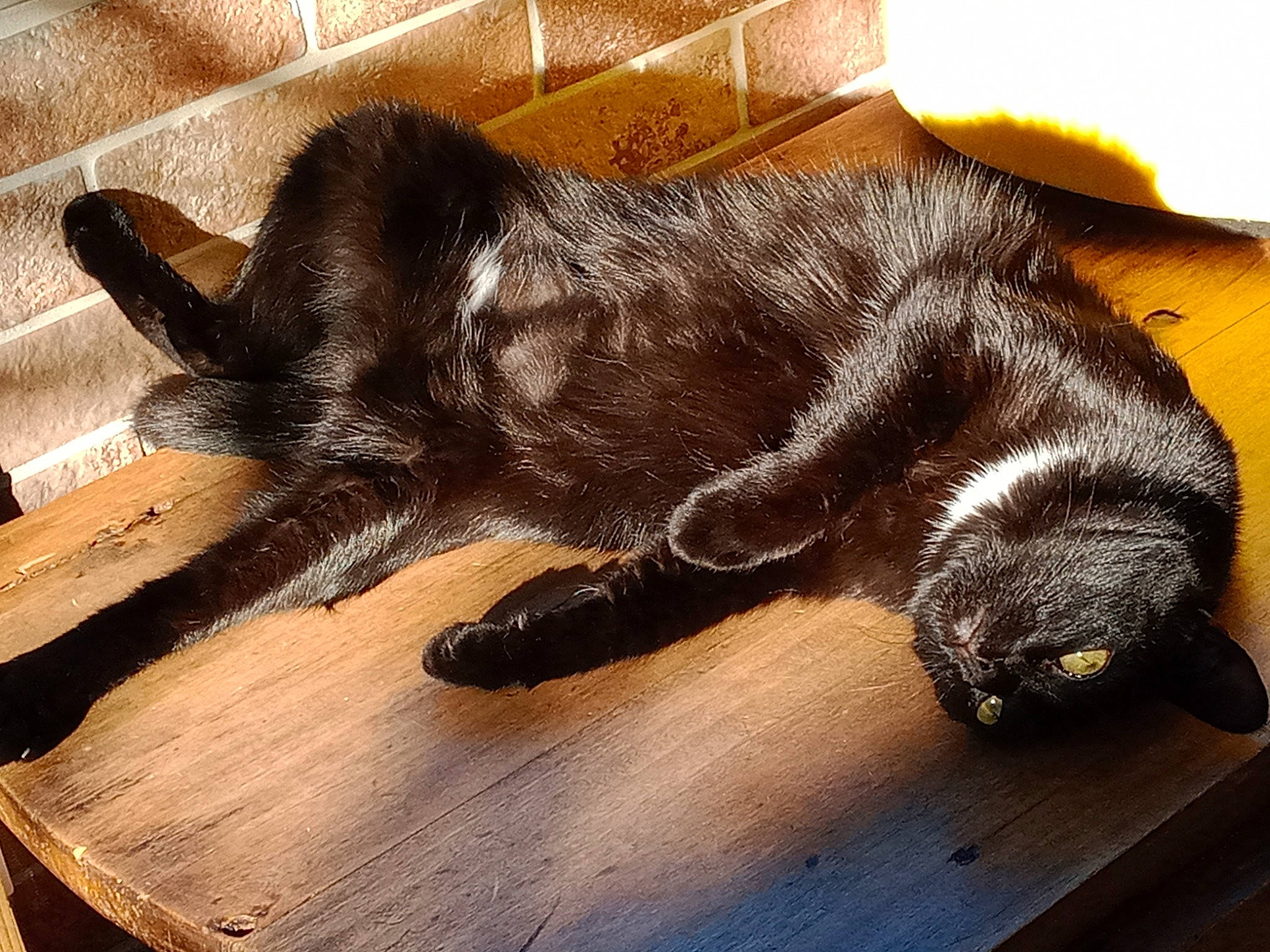 Noria a rejoint le concours — aidez-le/la à gagner de superbes lots ! black_cat, canidae, carnivore, cat, claw, felidae, floor, flooring, fur, hardwood, nap, sleep, small_to_medium_sized_cats, sporting_group, tail, whiskers, wood