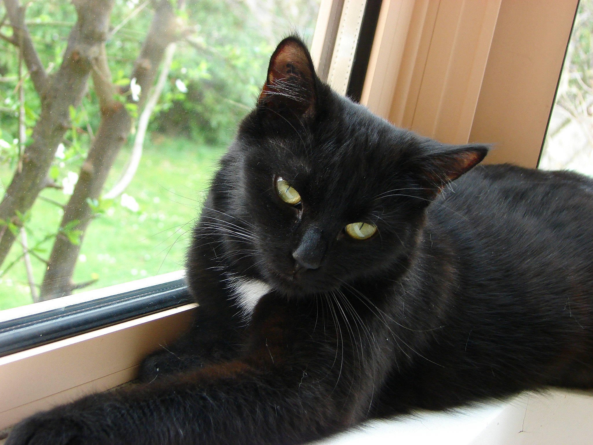 Noria a rejoint le concours — aidez-le/la à gagner de superbes lots ! asian, black_cat, bombay, carnivore, cat, domestic_short_haired_cat, eye, felidae, korat, mammal, nebelung, polydactyl_cat, small_to_medium_sized_cats, snout, vertebrate, whiskers