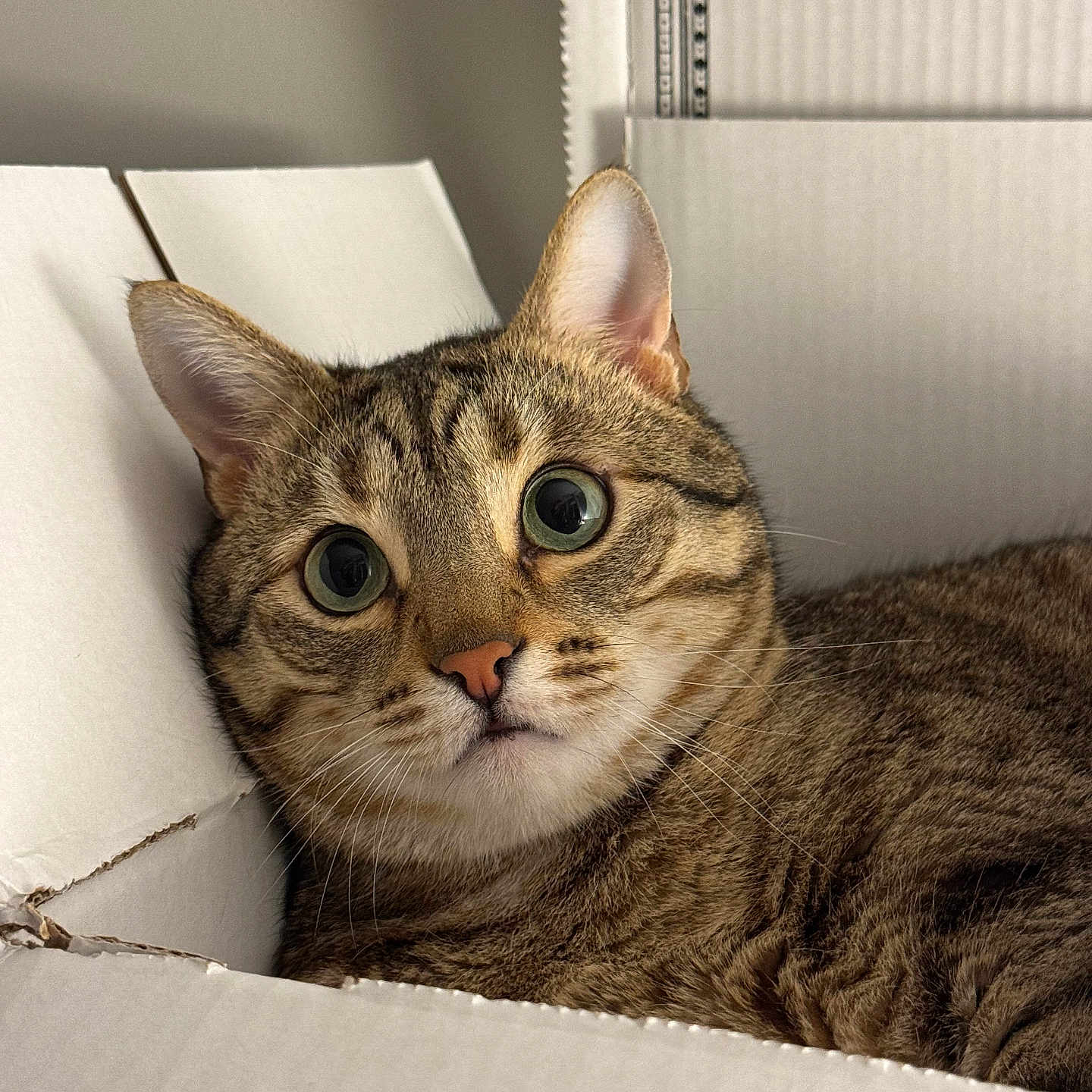 Bubi