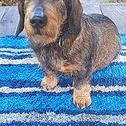 Hercule a rejoint le concours — aidez-le/la à gagner de superbes lots ! animal, blue_rug, canine, collar, dachshund, dog, ears, eyes, fur, grass, nature, outdoor, pet, pond, quiet, rug, sitting, snout, wire_haired, wooden_deck