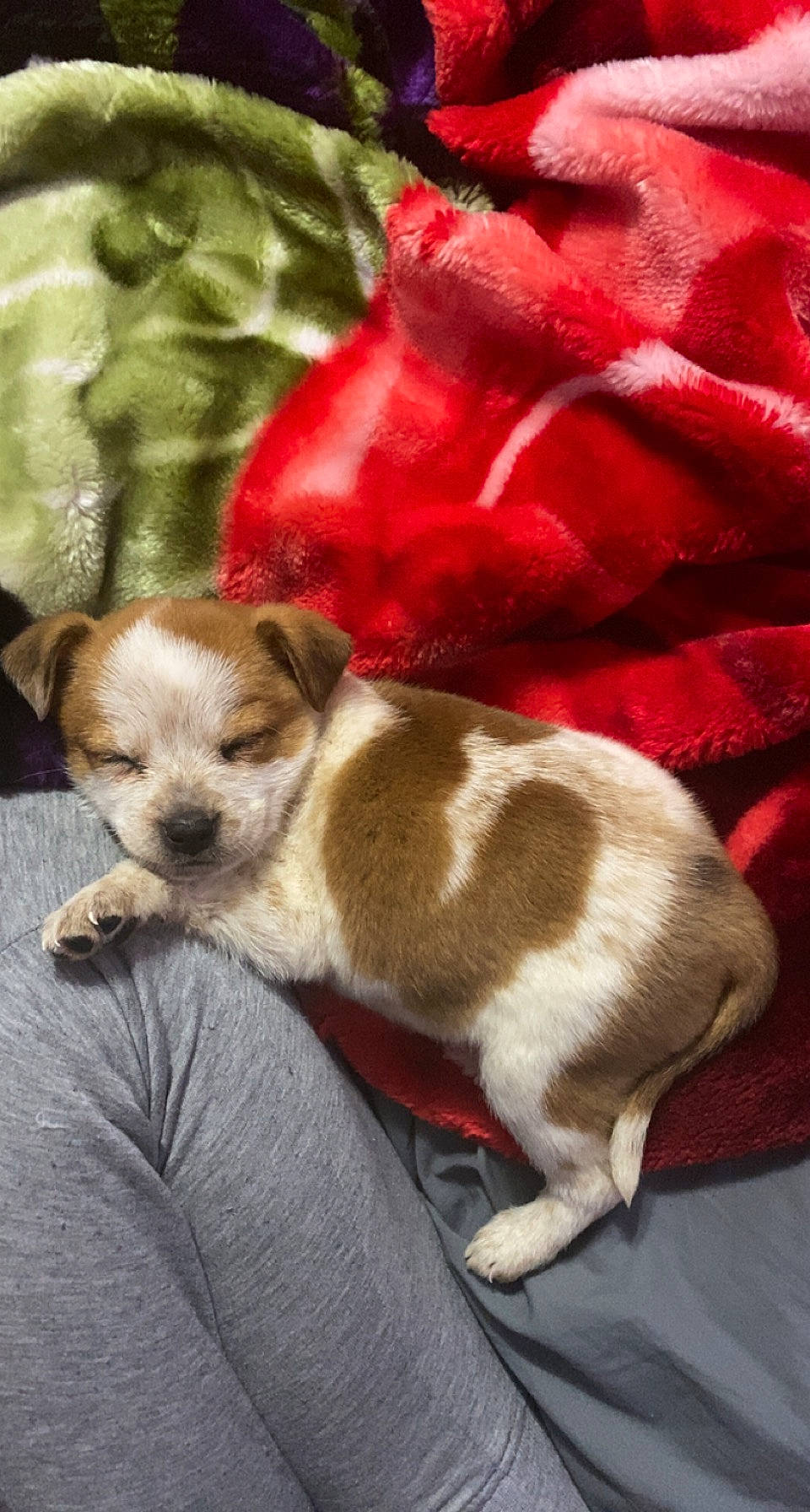 Chica joined the competition — help win amazing prizes! carmine, carnivore, chihuahua, comfort, companion_dog, dog, dog_breed, dog_supply, fawn, felidae, fur, linens, nap, paw, puppy, snout, tail, toy_dog, whiskers, working_animal