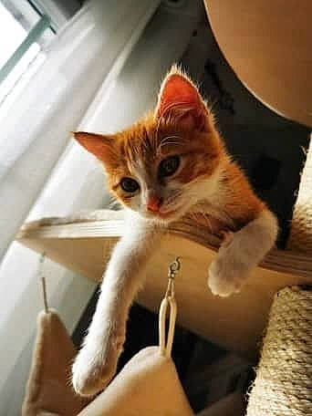 Pattenrond participe au concours pour gagner de l'argent avec cette photo : carnivore, cat, cat_supply, domestic_short_haired_cat, felidae, fur, kitten, peach, pet_supply, small_to_medium_sized_cats, tabby_cat, tail, vertebrate, whiskers