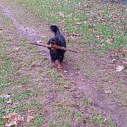 Pod participe au concours pour gagner de l'argent avec cette photo : dog, stick, muddy_path, grass, leaf_litter, river, bare_trees, outdoor, nature, park, canine, playing, animal, fall, winter, forest_edge, water, daytime, pet, walking