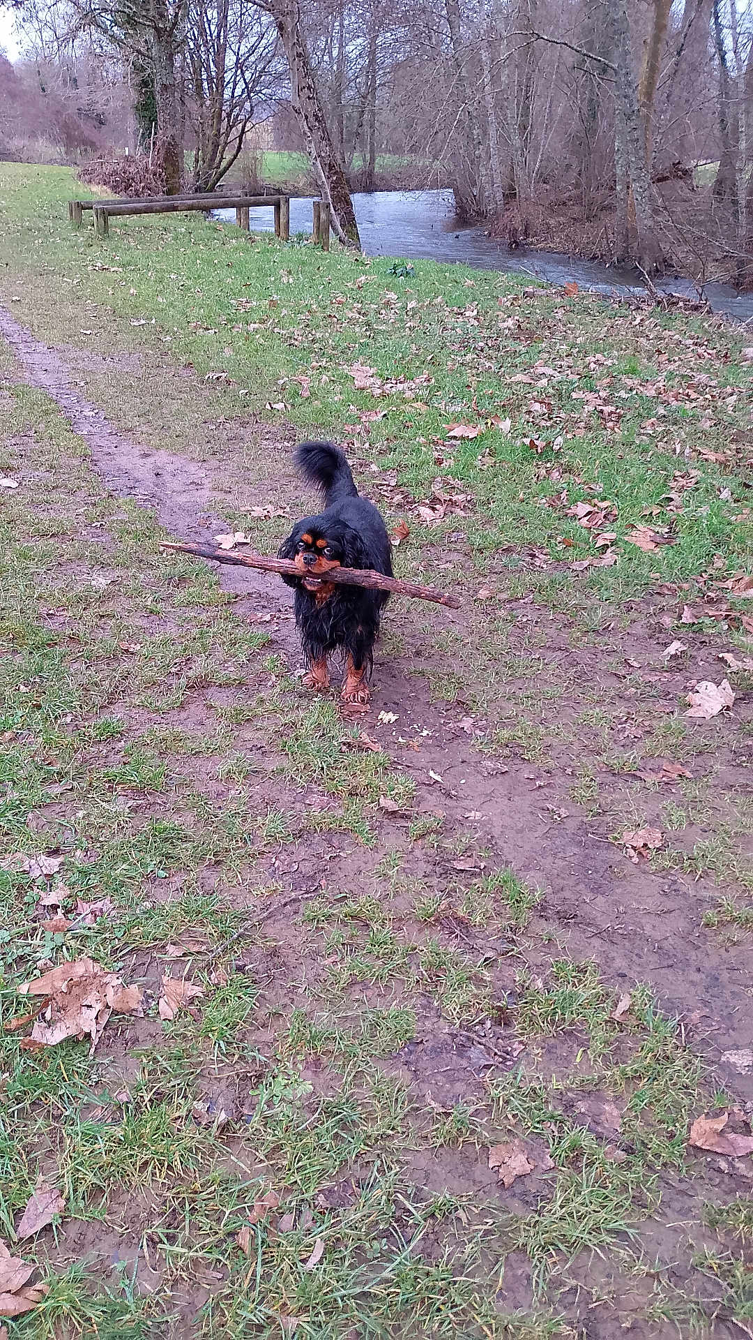 Pod participe au concours pour gagner de l'argent avec cette photo : dog, stick, muddy_path, grass, leaf_litter, river, bare_trees, outdoor, nature, park, canine, playing, animal, fall, winter, forest_edge, water, daytime, pet, walking