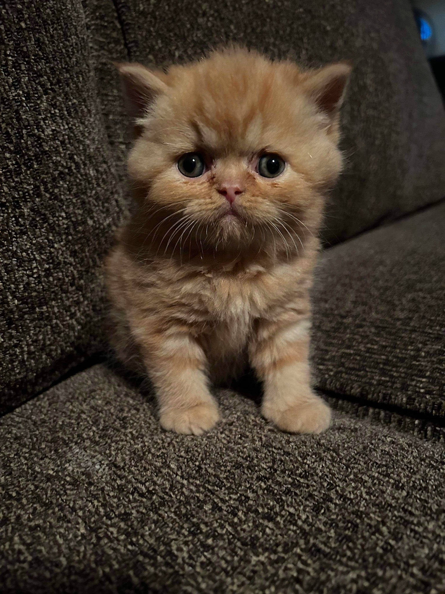 Strawberry is registered to the contest to win money with this photo: asphalt, carnivore, cat, claw, domestic_short_haired_cat, fawn, felidae, flooring, fur, head, paw, photo_caption, road_surface, sitting, small_to_medium_sized_cats, snout, soil, terrestrial_animal, whiskers