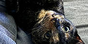 Tofu is registered to the contest to win money with this photo: cat, tortoiseshell, pet, animal, bed, upside_down, whiskers, feline, relaxation, curious, soft_fur, indoor, cute, close_up, lying_down, cozy, sleepy, domestic_cat, resting, wide_eyes