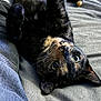 cat, tortoiseshell, pet, animal, bed, upside_down, whiskers, feline, relaxation, curious, soft_fur, indoor, cute, close_up, lying_down, cozy, sleepy, domestic_cat, resting, wide_eyes
