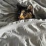 Tofu is registered to the contest to win money with this photo: cat, tortoiseshell, blanket, bed, cozy, fur, pet, indoor, resting, animal, cute, texture, comfort, sleepy, domestic, mammal, face, ears, whiskers, relaxation