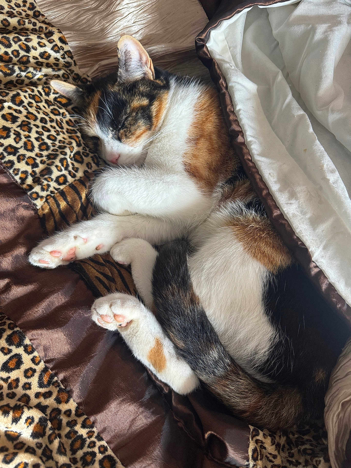 Tofu