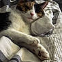 Tofu is registered to the contest to win money with this photo: cat, calico, bed, blanket, sock, pillow, striped, relaxed, sleepy, fur, paw, indoor, cozy, resting, pet, animal, cute, whiskers, closeup, soft