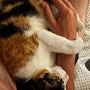 Tofu joined the competition — help win amazing prizes! cat, calico_cat, paw, arm, human_hand, close_up, indoor, pet, affection, cozy, resting, fur, white, brown, black, skin, blanket, texture, relaxation, bond