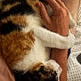 cat, calico_cat, paw, arm, human_hand, close_up, indoor, pet, affection, cozy, resting, fur, white, brown, black, skin, blanket, texture, relaxation, bond