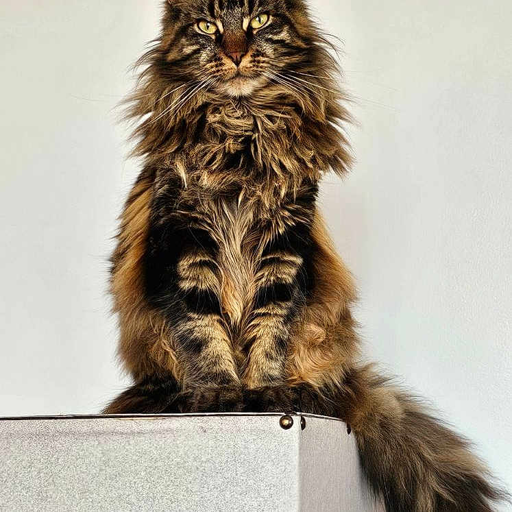 Talia a rejoint le concours — aidez-le/la à gagner de superbes lots ! abyssinian, angora, animal, bodypart, box, brasssection, cat, horn, kitten, manx, mouth, musicalinstrument, person, pet, wood