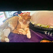 Monster is registered to the contest to win money with this photo: cat, orange_cat, sleeping, blanket, pillow, indoor, furniture, resting, cozy, pet, feline, soft, daylight, striped, comfort, closeup, relaxation, home, animal, fur