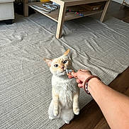 Tofu joined the competition — help win amazing prizes! bracelet, cat, coffee_table, cozy, curious, cute, domestic_animal, furniture, hand, home, indoor, interaction, living_room, person, pet, rug, standing, treat, white_cat, wooden_floor