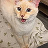 Tofu is registered to the contest to win money with this photo: blanket, blue_eyes, cat, cream_colored, curious, domestic_animal, ears, feline, floor, floral_pattern, home, indoor, looking_up, meowing, pet, shelf, standing, tail, whiskers, wooden_table