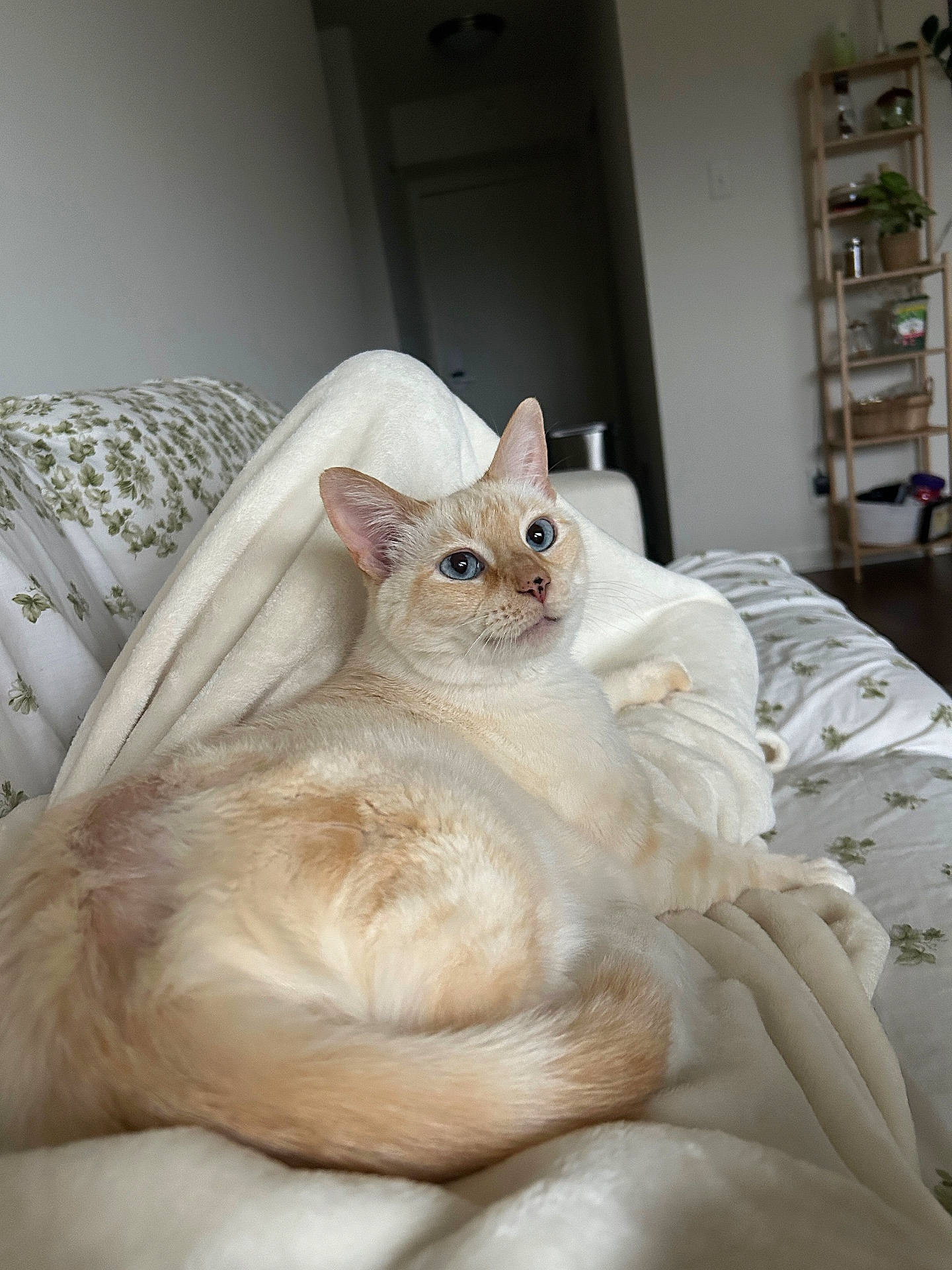 Tofu