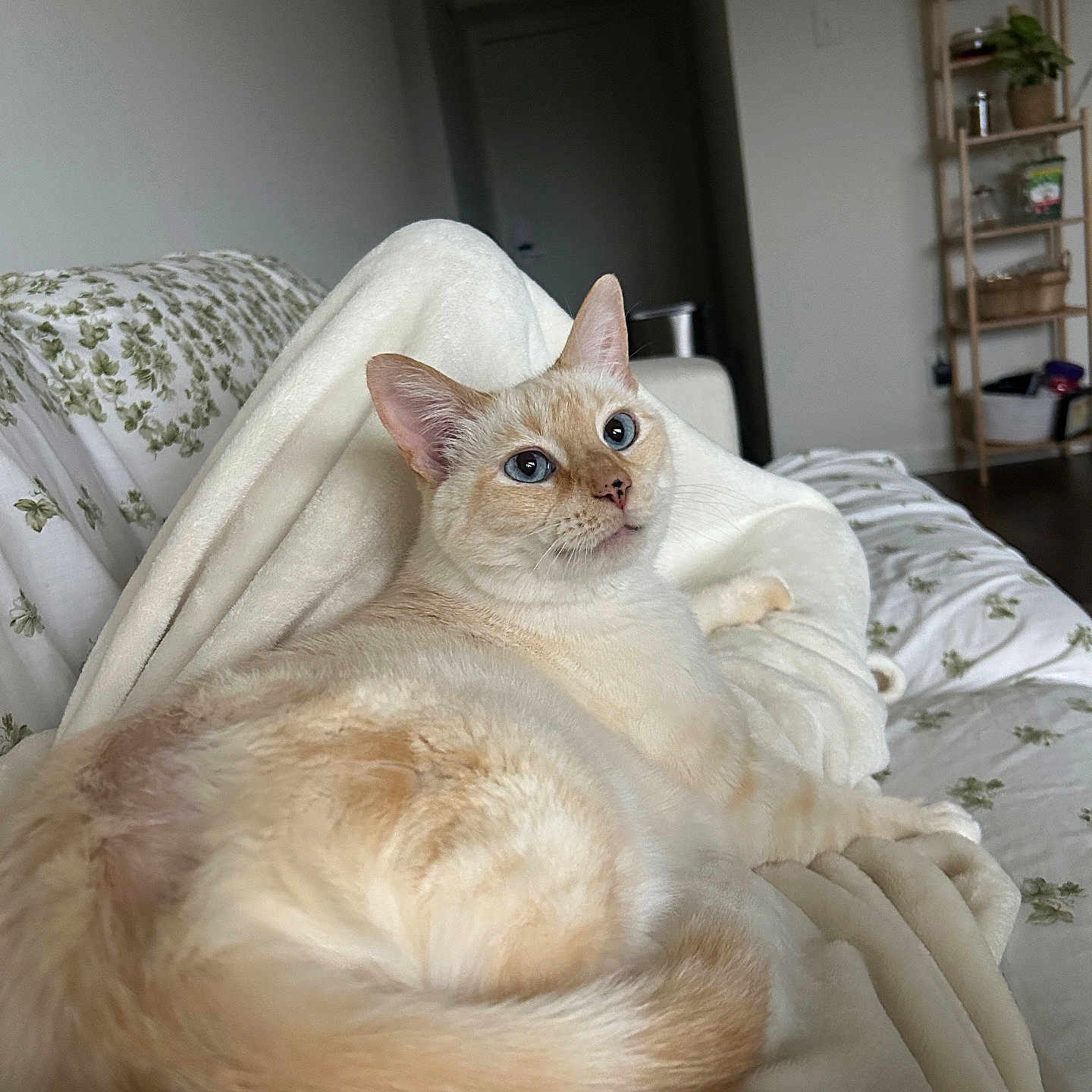 Tofu
