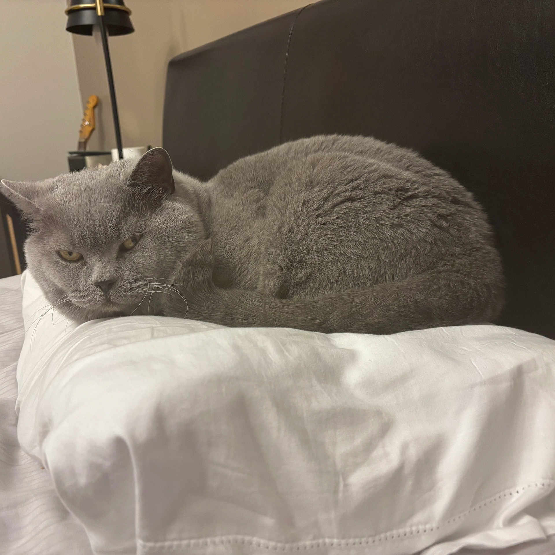 Pete Shadow is registered to the contest to win money with this photo: animal, bed, cat, closeup, cozy, cute, domestic_animal, feline, fur, gray_cat, headboard, indoor, mammal, pet, pillow, relaxed, resting, sleepy, soft, whiskers