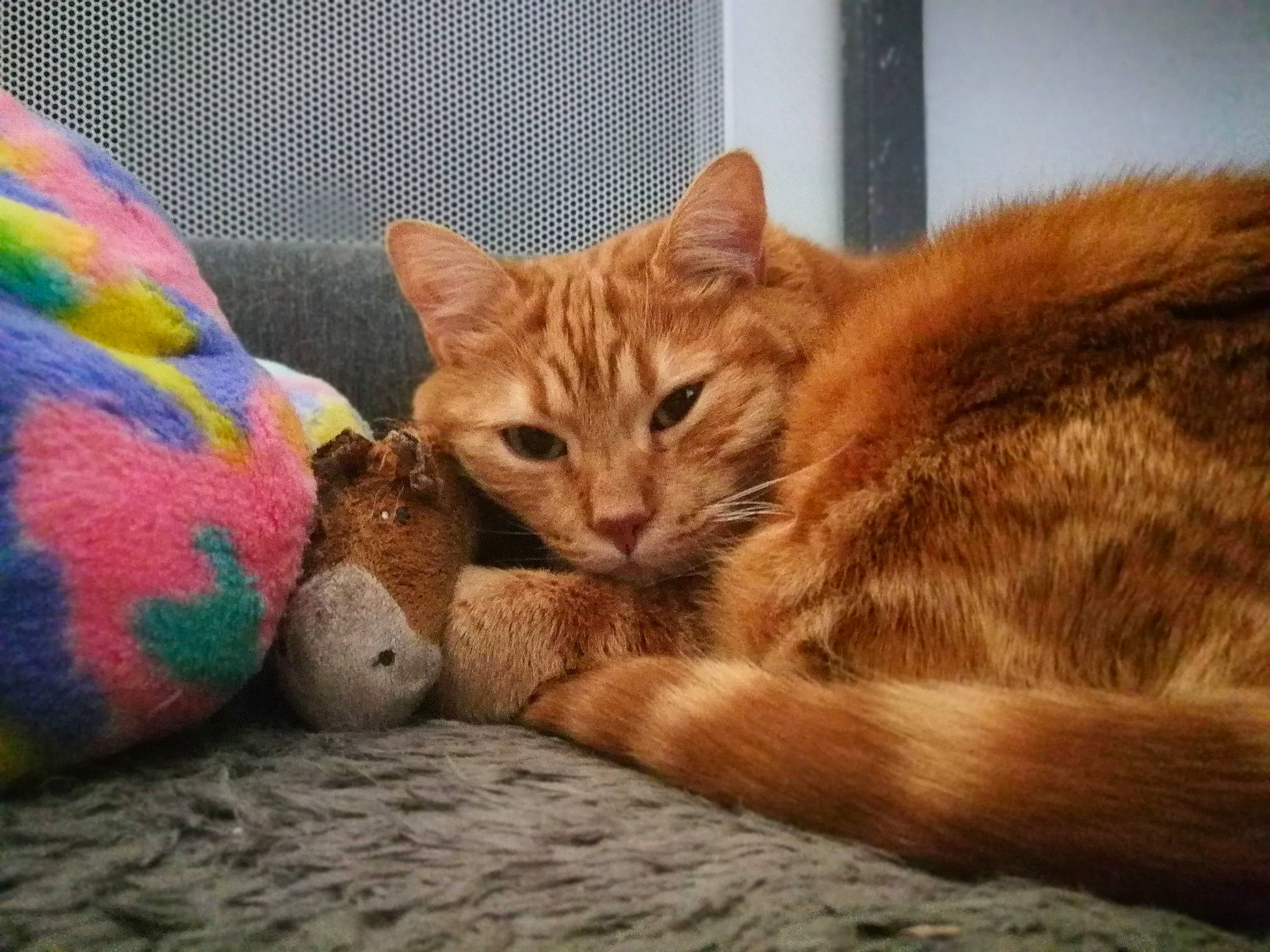 Timmy participe au concours pour gagner de l'argent avec cette photo : aegean_cat, american_shorthair, arabian_mau, asian, california_spangled, carnivore, cat, domestic_short_haired_cat, dragon_li, european_shorthair, eye, felidae, fur, kitten, mammal, nose, ocicat, small_to_medium_sized_cats, tabby_cat, whiskers