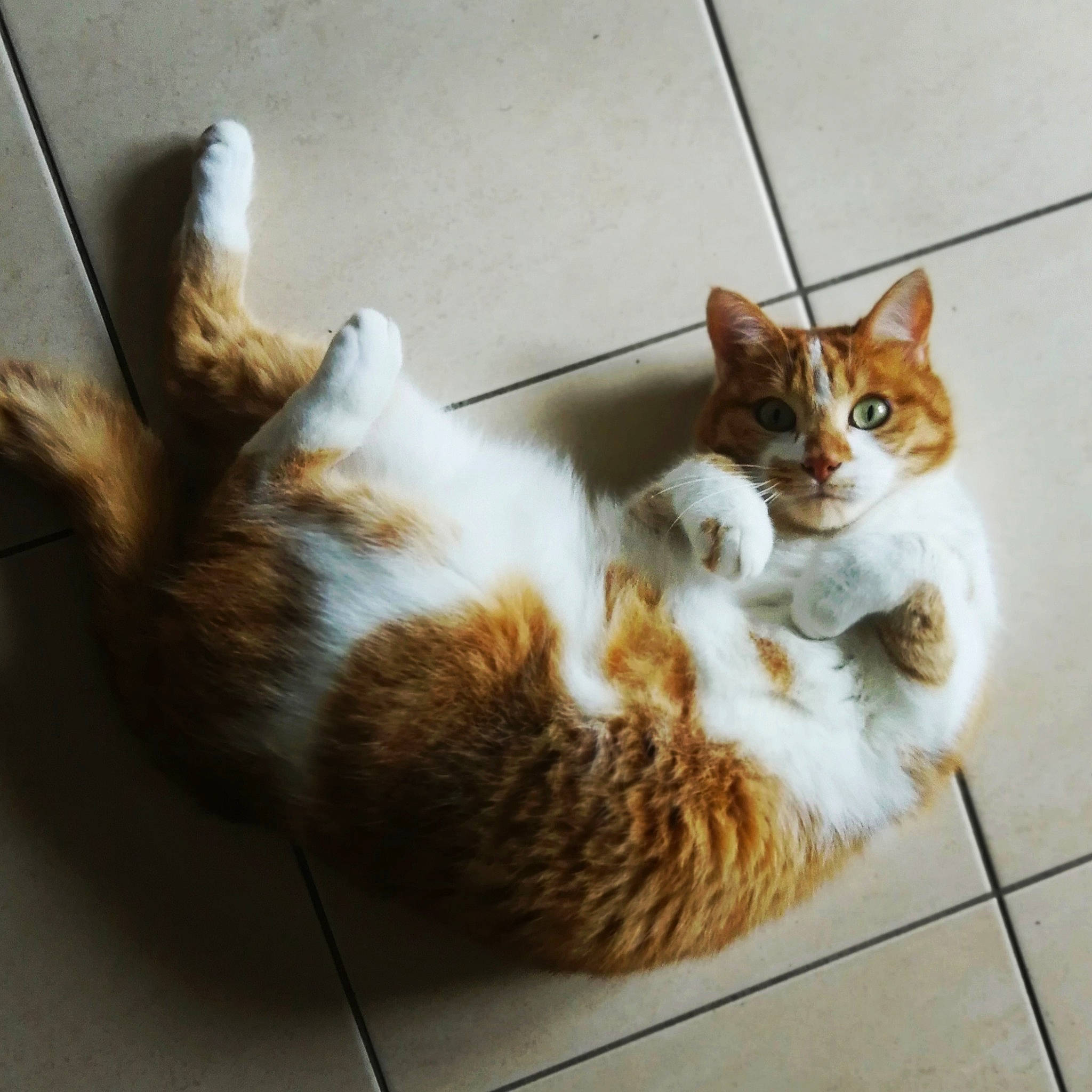 Ted a rejoint le concours — aidez-le/la à gagner de superbes lots ! aegean_cat, american_wirehair, carnivore, cat, domestic_short_haired_cat, european_shorthair, eye, fawn, felidae, fur, gesture, kitten, paw, photo_caption, polydactyl_cat, small_to_medium_sized_cats, snapshot, tabby_cat, tail, whiskers