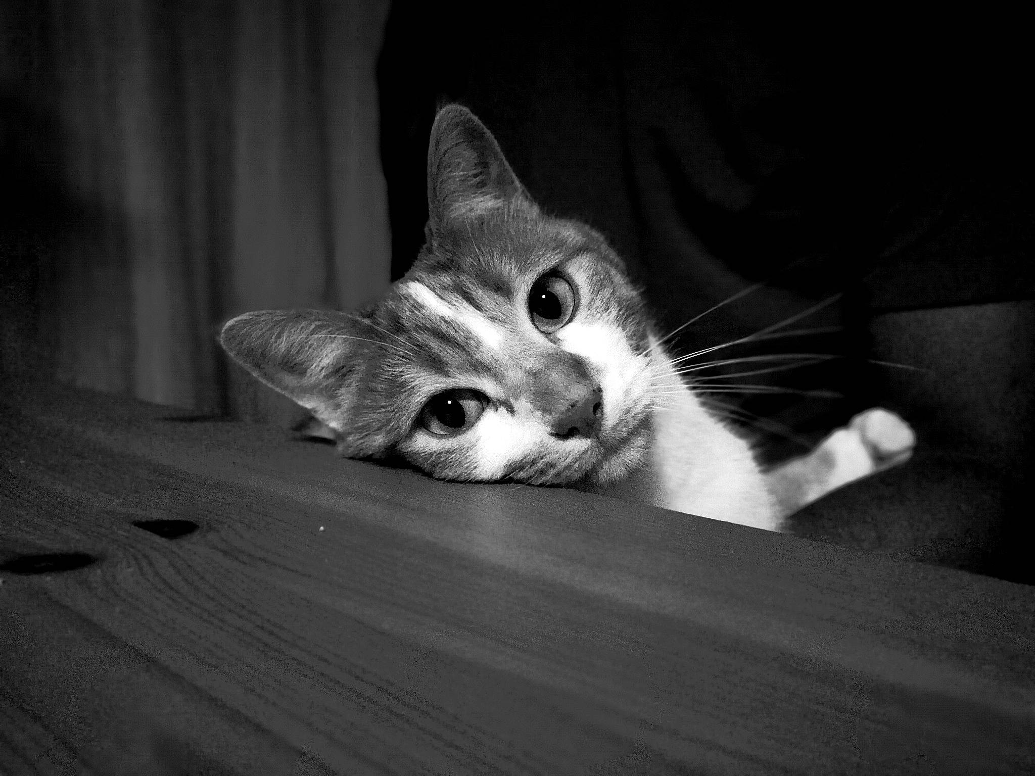 Ted a rejoint le concours — aidez-le/la à gagner de superbes lots ! aegean_cat, asian, black, black_and_white, carnivore, cat, darkness, eye, felidae, fur, kitten, monochrome, monochrome_photography, photography, singapura, small_to_medium_sized_cats, snapshot, snout, whiskers, white