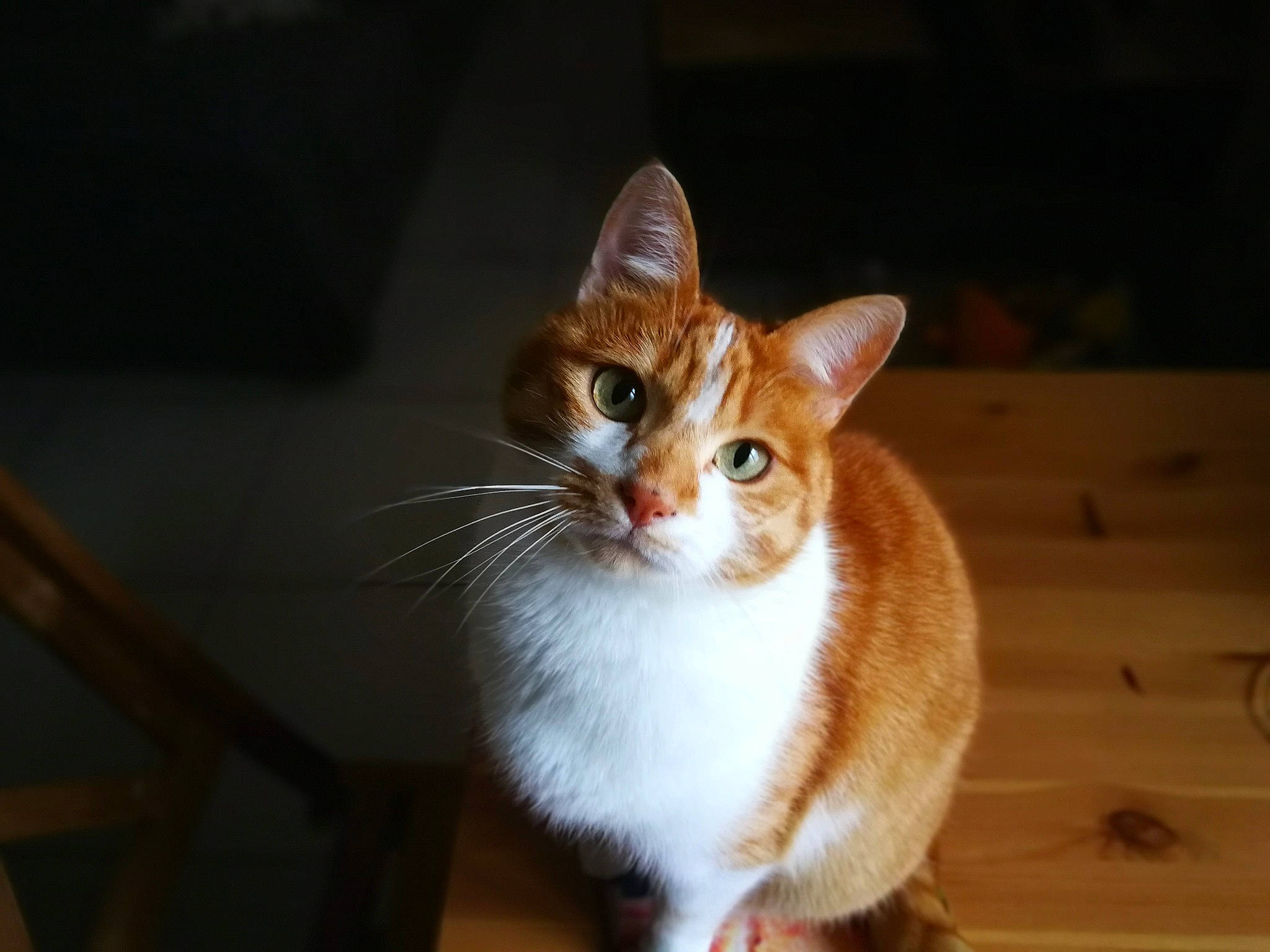 Ted participe au concours pour gagner de l'argent avec cette photo : aegean_cat, american_wirehair, carnivore, cat, domestic_short_haired_cat, european_shorthair, fawn, felidae, fur, kitten, mammal, small_to_medium_sized_cats, tabby_cat, whiskers