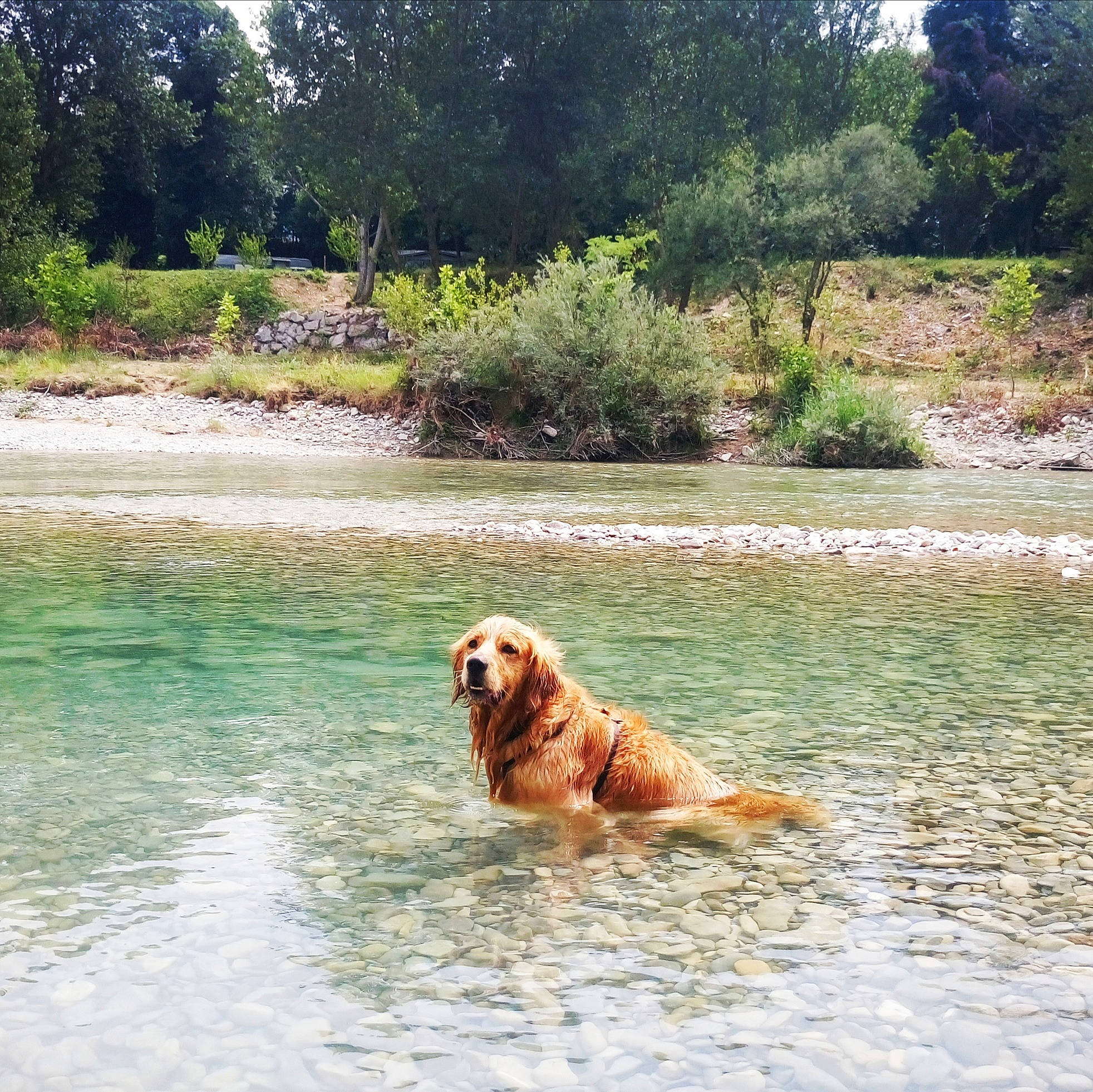 Loulou participe au concours pour gagner de l'argent avec cette photo : canidae, carnivore, dog, dog_breed, golden_retriever, leisure, retriever, river, sporting_group, summer, watercourse