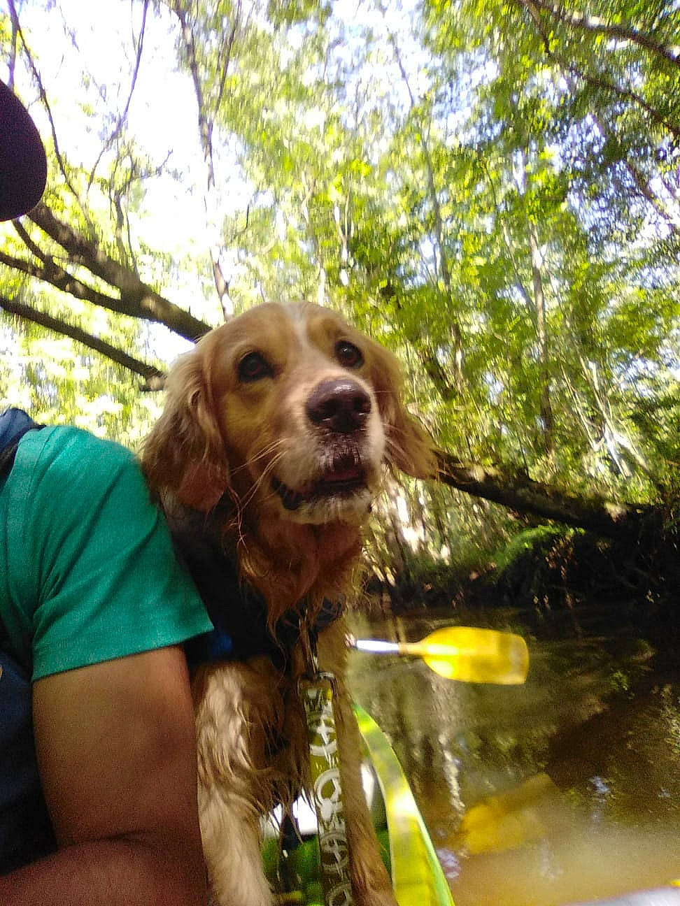 Loulou a rejoint le concours — aidez-le/la à gagner de superbes lots ! american_cocker_spaniel, boykin_spaniel, canidae, carnivore, cocker_spaniel, companion_dog, dog, dog_breed, english_cocker_spaniel, fawn, golden_retriever, irish_setter, setter, snout, spaniel, sporting_group