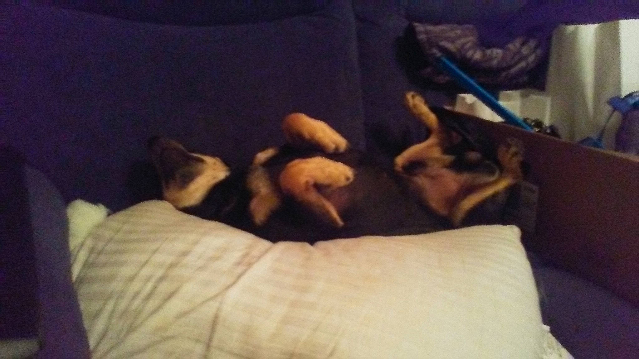 Ruckus is registered to the contest to win money with this photo: canidae, carnivore, cat, comfort, dog, dog_breed, fawn, felidae, furniture, kitten, mammal, nap, pillow, puppy, sleep, small_to_medium_sized_cats