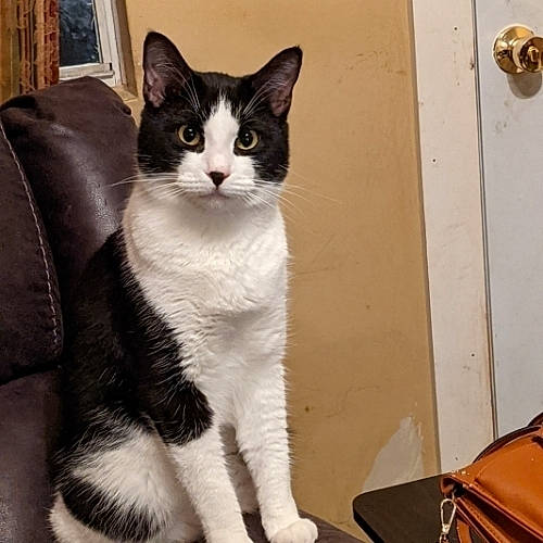 Lil Man is registered to the contest to win money with this photo: bag, briefcase, carnivore, cat, chair, comfort, domestic_short_haired_cat, felidae, formal_wear, fur, luggage_and_bags, paw, shoulder_bag, small_to_medium_sized_cats, snout, stairs, suitcase, tail, whiskers, window