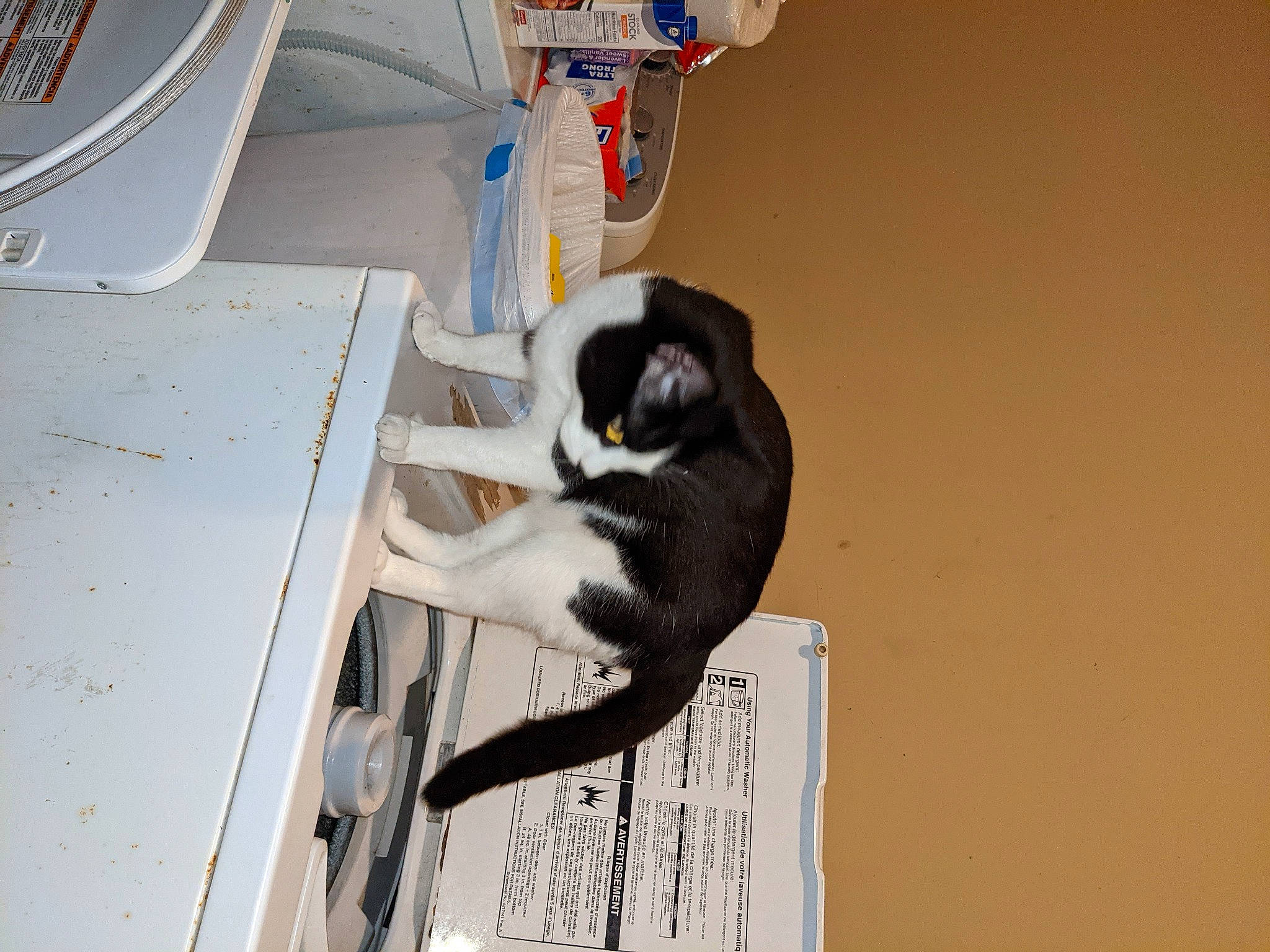 Lil Man joined the competition — help win amazing prizes! art, automotive_design, carnivore, cat, engineering, felidae, fur, machine, small_to_medium_sized_cats, tail