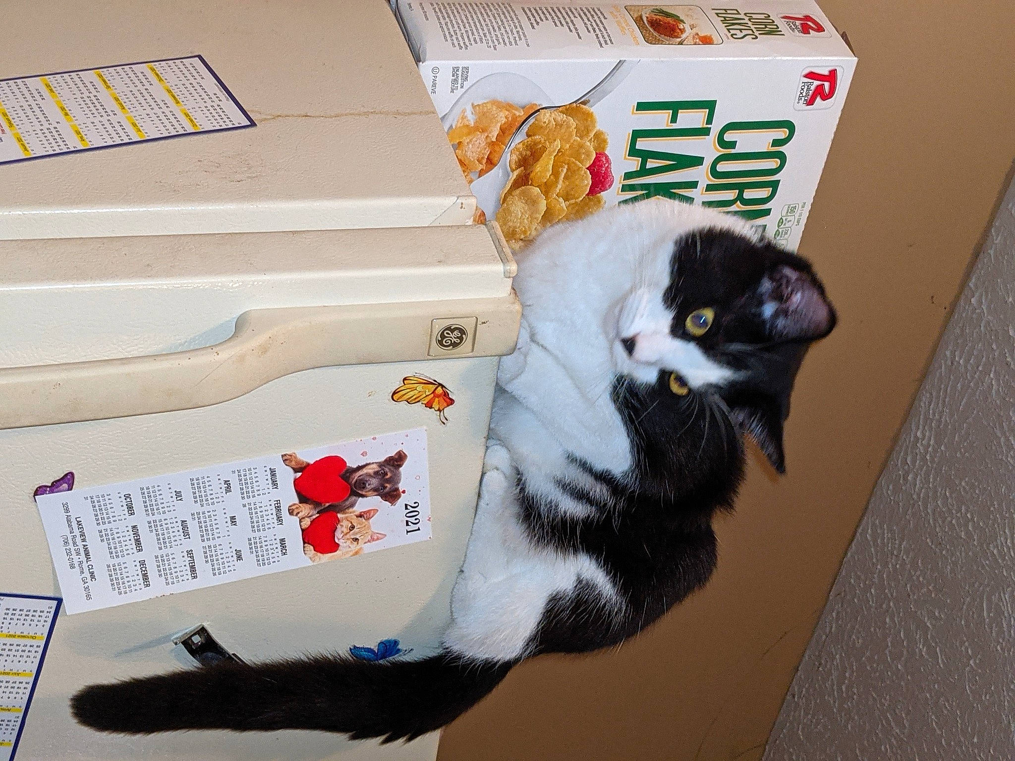 Lil Man is registered to the contest to win money with this photo: carmine, carnivore, cat, domestic_short_haired_cat, felidae, flooring, font, fur, hardwood, ink, paper, paper_product, room, small_to_medium_sized_cats, stationery, tail, visual_arts, whiskers