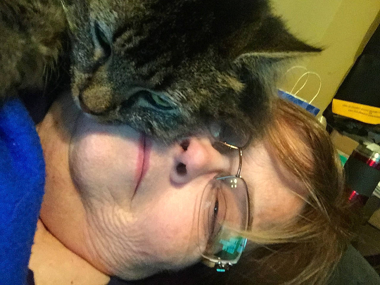 Tigger is registered to the contest to win money with this photo: cat, cheek, ear, felidae, hair, head, jaw, mouth, nose, organ, small_to_medium_sized_cats, whiskers