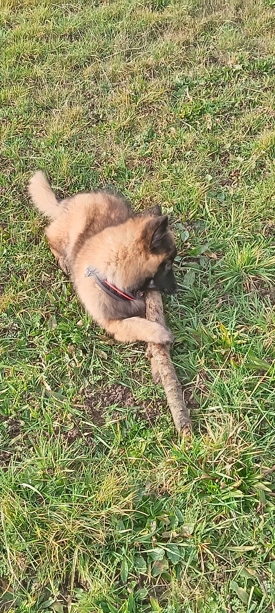 Unity participe au concours pour gagner de l'argent avec cette photo : canidae, carnivore, collar, companion_dog, dog, dog_breed, dog_collar, fawn, grass, groundcover, herbaceous_plant, non_sporting_group, paw, plant, snout, soil, sporting_group, tail, terrestrial_animal, working_animal