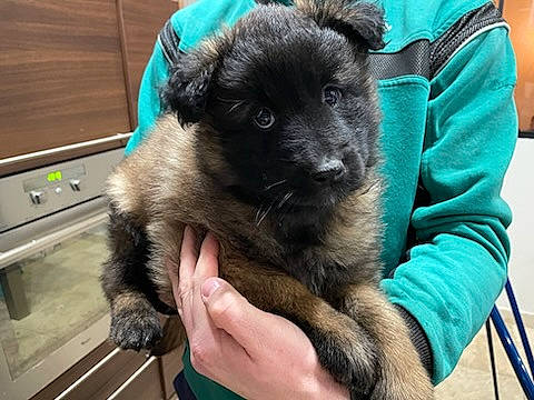 Unity a rejoint le concours — aidez-le/la à gagner de superbes lots ! canidae, carnivore, companion_dog, dog, dog_breed, electric_blue, fawn, fur, non_sporting_group, puppy, snout, sporting_group, toy_dog, working_animal