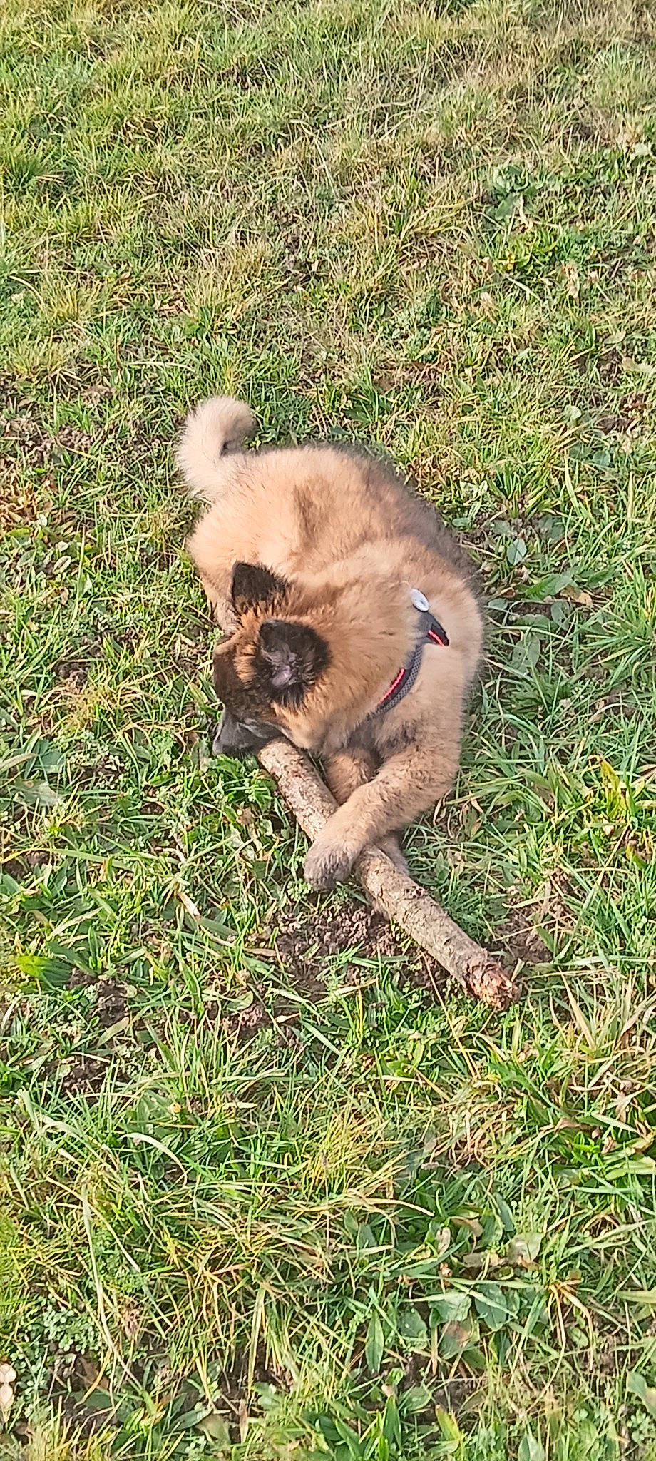 Unity a rejoint le concours — aidez-le/la à gagner de superbes lots ! canidae, carnivore, companion_dog, dog, dog_breed, estrela_mountain_dog, fawn, felidae, fur, grass, grassland, paw, small_to_medium_sized_cats, snout, sporting_group, tail, terrestrial_animal, whiskers, wildlife, working_animal