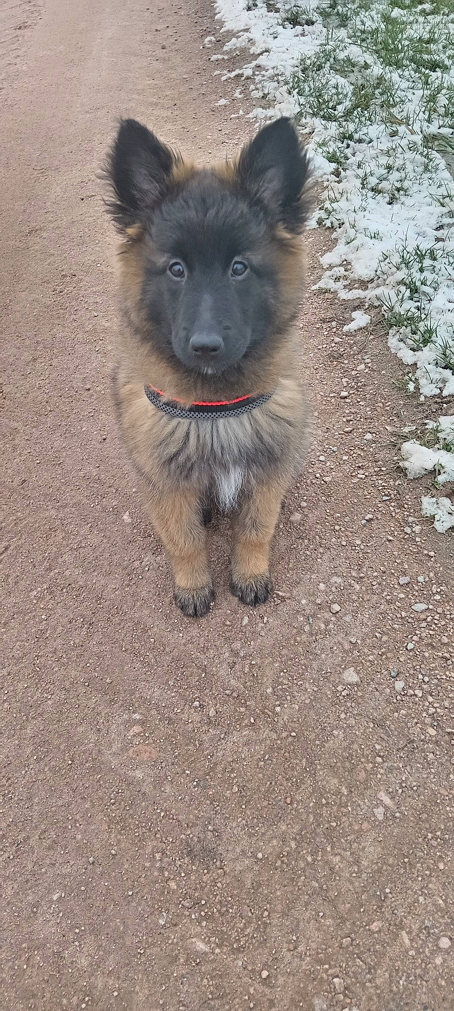 Unity participe au concours pour gagner de l'argent avec cette photo : ancient_dog_breeds, canidae, carnivore, companion_dog, dog, dog_breed, east_european_shepherd, fang, fawn, fur, german_shepherd_dog, king_shepherd, old_german_shepherd_dog, road_surface, snout, soil, sporting_group, tail, working_animal, working_dog