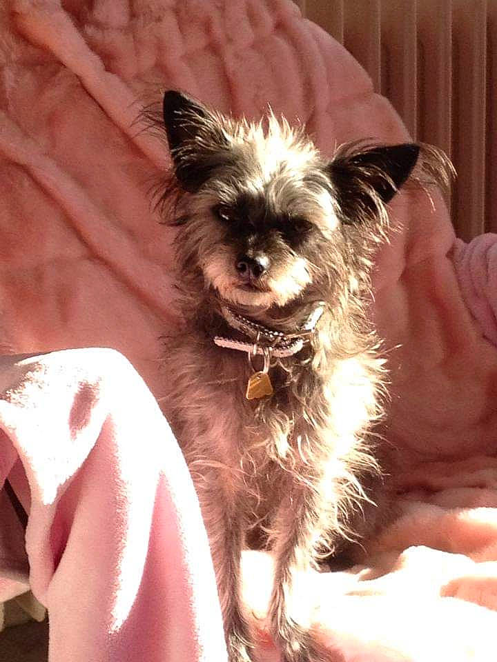 Lovely a rejoint le concours — aidez-le/la à gagner de superbes lots ! canidae, carnivore, companion_dog, dog, dog_breed, dog_collar, dog_supply, ear, fashion_accessory, fawn, fur, liver, small_terrier, snout, sporting_group, sunglasses, terrestrial_animal, toy_dog, whiskers, working_animal