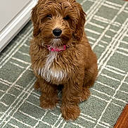 Maddie is registered to the contest to win money with this photo: puppy, dog, brown_fur, pink_collar, sitting, indoor, rug, patterned_rug, floor, pet, cute, fur, animal, looking_at_camera, portrait, young_dog, fluffy, small_dog, household, domestic